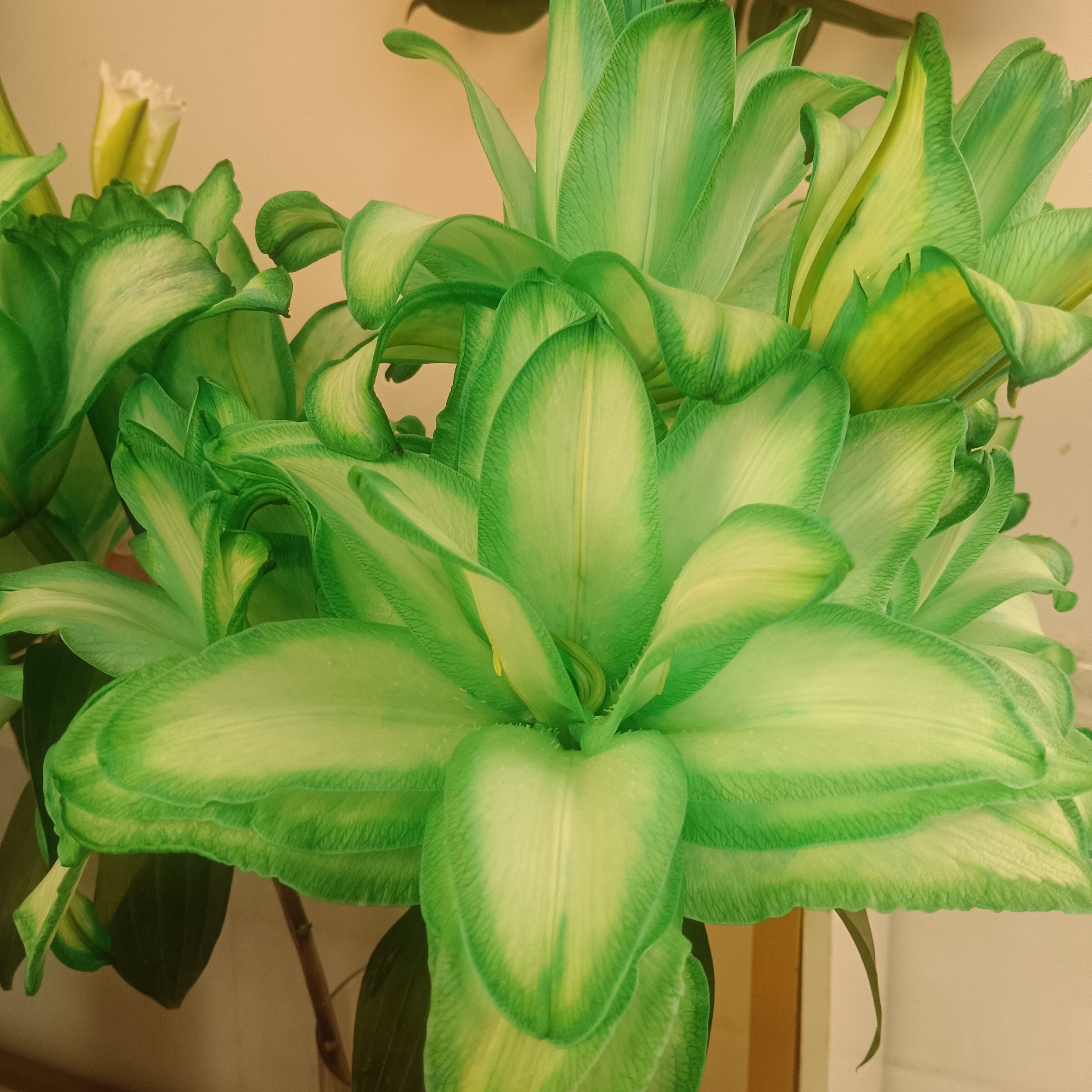 绿精灵重瓣香水百合鲜花水养鲜切花云南鲜花基地直发鲜花顺丰快递