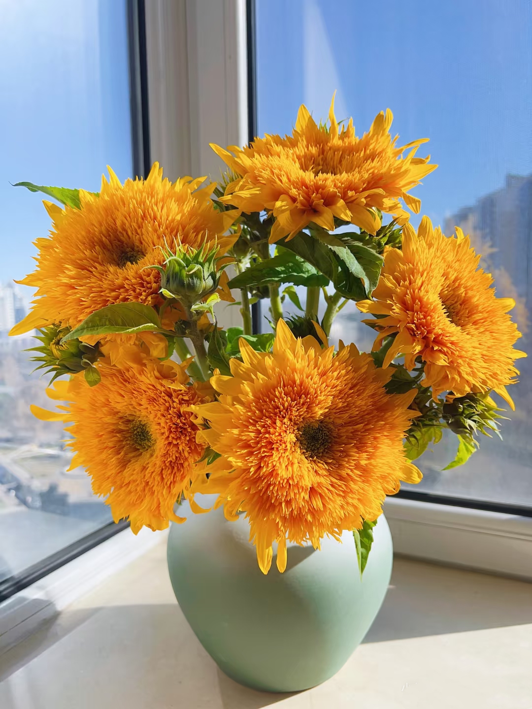 A级泰迪向日葵鲜花云南昆明鲜花基地直发家庭水养大花束 顺丰发货