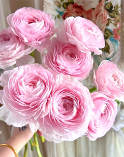 A级樱花粉大头洋牡丹云南鲜花昆明基地直发同城水养家办公洋玫瑰