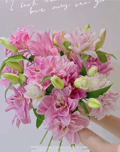 【粉拉菲】重瓣香水百合花云南鲜花昆明基地直发日常水养鲜花速递