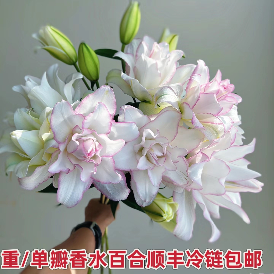 高品质重瓣百合云南鲜花包邮