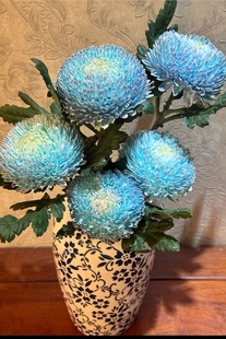 A级青花瓷牡丹菊菊花鲜花云南基地直发水养日常花花期超长蓬莱松