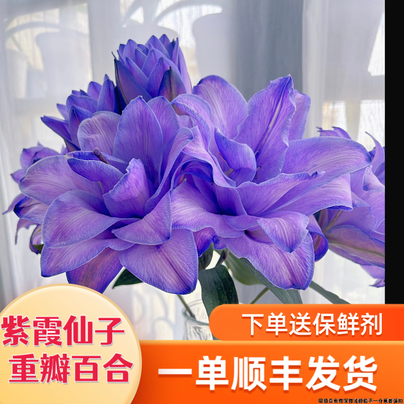 紫霞仙子紫重瓣香水百合花束云南直发鲜花鲜切花节日礼物家居装饰,鲜花速递/花卉仿真/绿植园艺,花材,淘宝优惠券,粉丝福利购,淘宝优惠卷