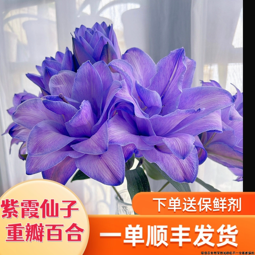 紫霞仙子紫重瓣香水百合花束云南直发鲜花A级节日礼物供佛鲜切花