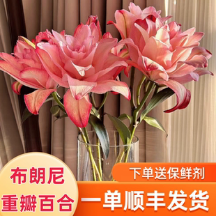 重瓣布朗尼百合鲜花云南鲜花基地直发同城速递鲜花花束过生日供佛