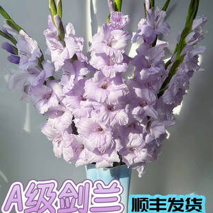 剑兰】鲜花云南鲜花基地直发鲜花期长鲜切花苞速递家用水养鲜切花