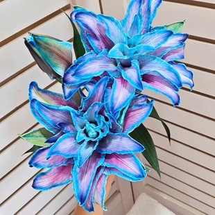 墨尔本午夜蓝重瓣香水百合吸色云南直发鲜花鲜切云南直发插花鲜花
