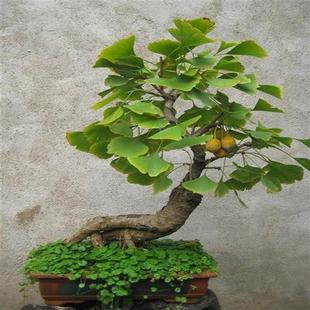 銀杏樹苗盆景造型老樁矮霸庭院種辦公室花卉盆栽植物室內(nèi)易活四季