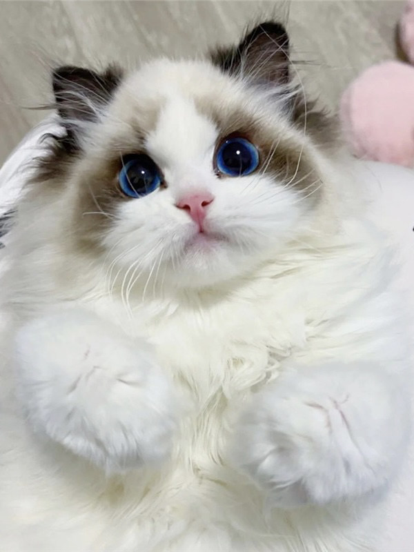 纯种布偶猫幼猫蓝双海双色长毛布偶幼崽蓝眼睛波斯系活物宠物猫咪