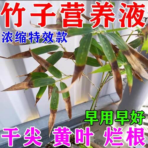 竹子专用营养液预防叶子发黄干尖