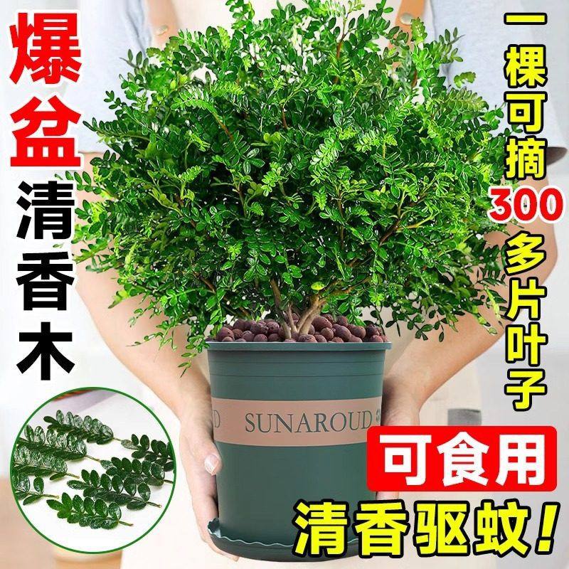 清香胡椒木盆栽可食用驱蚊植物蛋糕西餐甜品装饰点缀好养新鲜叶子,鲜花速递/花卉仿真/绿植园艺,绿植,淘宝优惠券,粉丝福利购,淘宝优惠卷