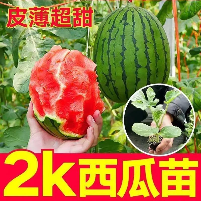 【下单立减50】麒麟西瓜8424皮薄汁水足盆栽阳台小院种植西瓜苗WZ