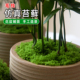 园艺仿真毛线苔藓花盆盖土铺面遮盖美化盆景盆栽装 饰填充垫材垫料