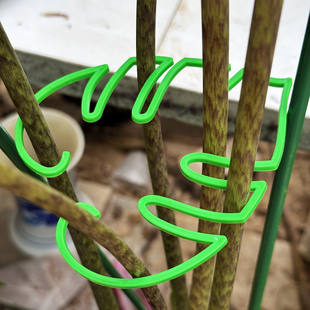 水培植物固定龟背竹支撑杆春羽海芋防倒伏聚拢园艺花卉枝干收拢器