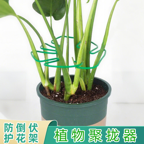 天堂鸟防倒伏固定器龟背竹支撑杆