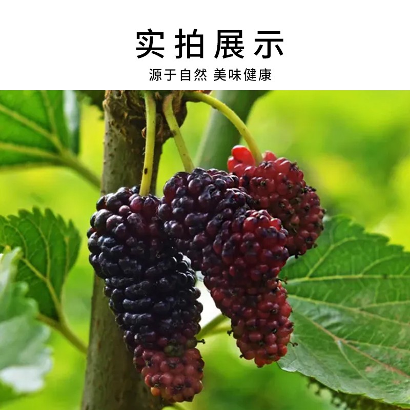 南启山【主播严选】 有机桑椹干 果香浓郁 228克*3罐 大果营头茬