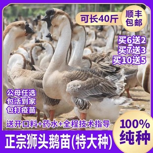 小鹅活苗一斤脱温狮头鹅活苗正宗汕头纯种特大种狮头鹅苗包活包邮