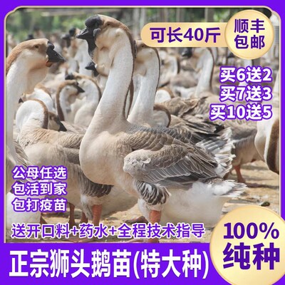 小鹅活苗一斤脱温狮头鹅活苗正宗汕头纯种特大种狮头鹅苗包活包邮
