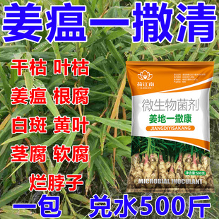 姜瘟一撒清姜瘟清灵生姜专用药大姜根腐病黄叶烂脖子杀菌剂叶面肥