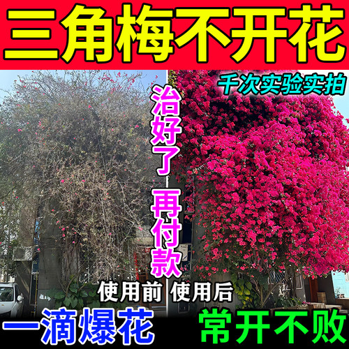三角梅专用肥促花开爆花效果好