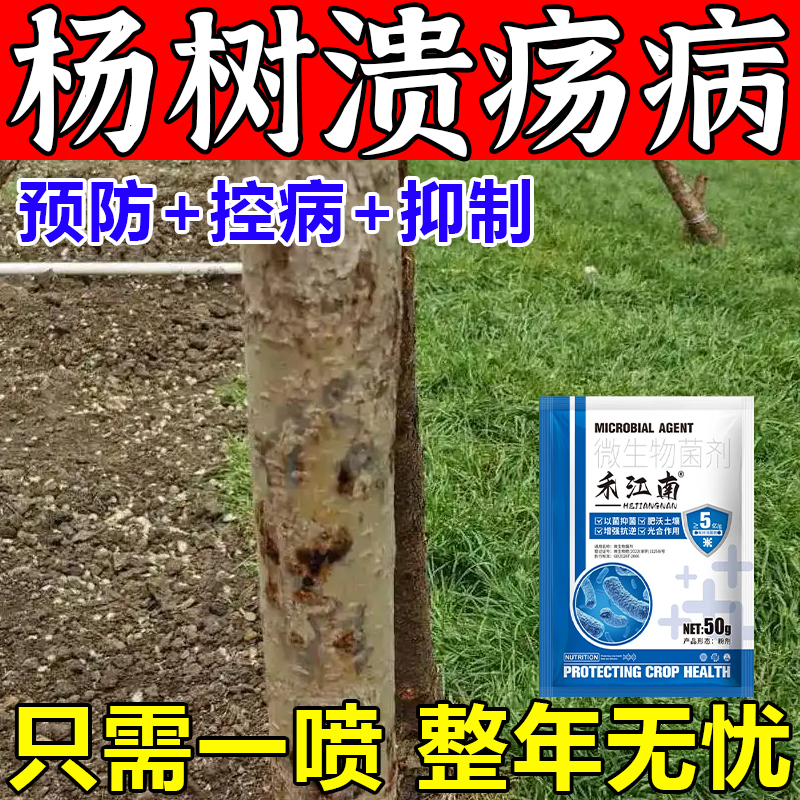 杨树溃疡流水病速生杨腐烂烂皮病新栽杨树苗干腐起泡凹陷枯枝杆病