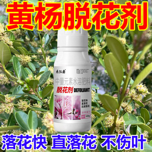 黄杨树落花黄杨落花去花去果提高养分吸收促生长盛花期不要错过