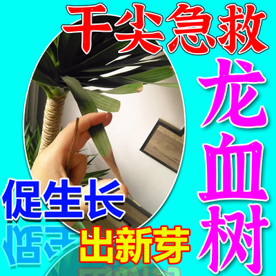 龙血树专用营养液龙须树肥料治叶子发黄干尖枯叶烂根急救药复活液
