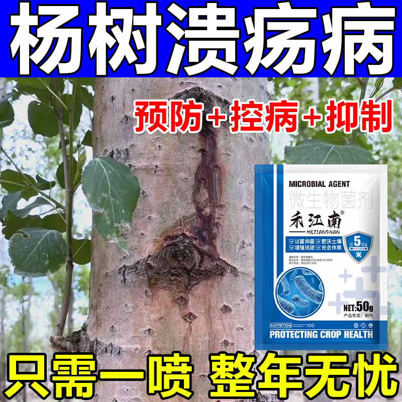 杨树溃疡流水病速生杨腐烂烂皮病新栽杨树苗干腐起泡凹陷枯枝杆病