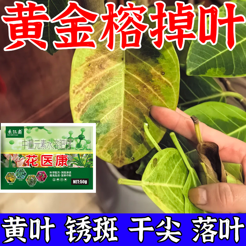 黄金榕营养液专用肥掉叶黄叶枯萎枯叶烂根焦尖病专用药浓缩杀菌剂