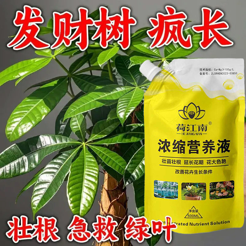 发财树专用营养液催长叶促生根绿叶面肥