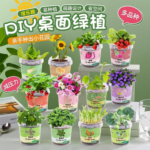 小学生种植小盆栽绿植儿童节幼儿园观察植物生长礼物迷你DIY盆栽