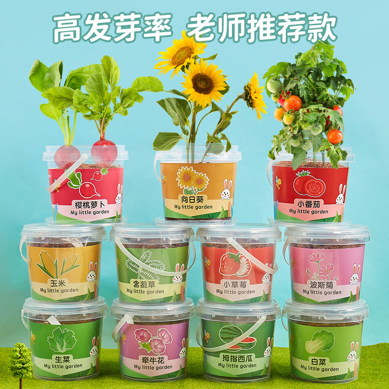 神奇植物罐头植物西红柿向日葵番茄种子室内绿植好养盆栽国庆礼物