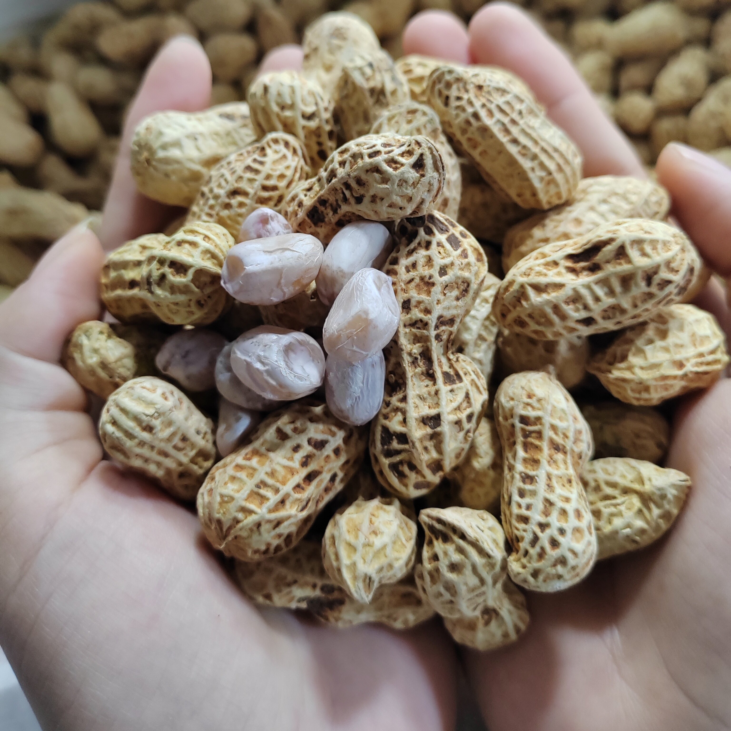 忠信水煮花生连平忠信花生水煮咸干2026新货白玉花生竹匾日晒