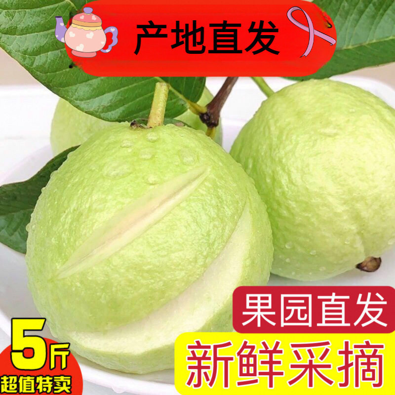 广西现摘白心芭乐番石榴 新鲜热带当季斤装一整箱包邮产地批