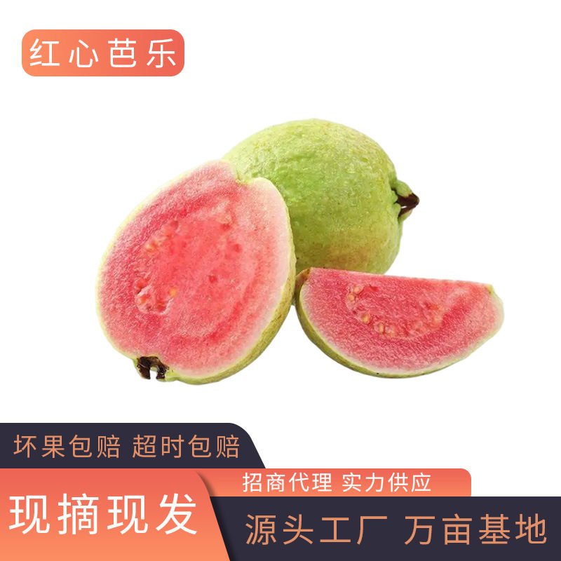 福建红心芭乐 番石榴送酸梅粉新鲜应季脆甜爽口水果产地