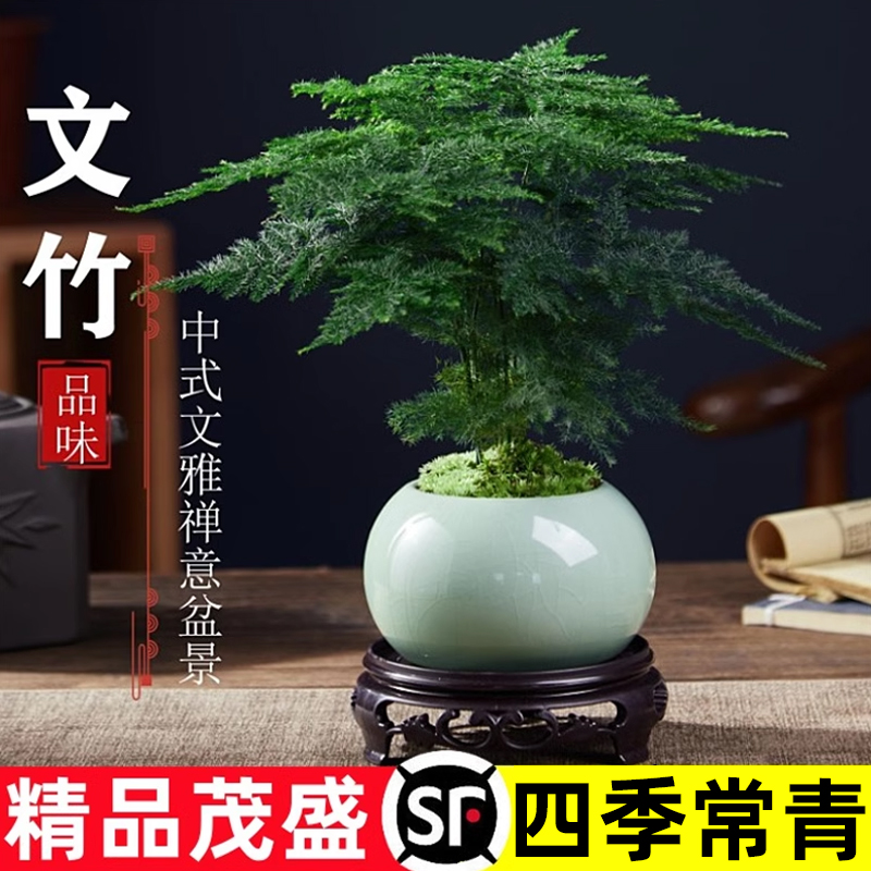 文竹盆栽植物室内办公室水培客厅懒人小绿植花卉大全盆景四季常青