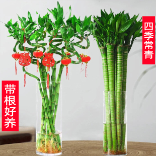 水培植物富贵竹转运竹室内客厅绿植盆栽转竹粗杆文昌龙竹节节高