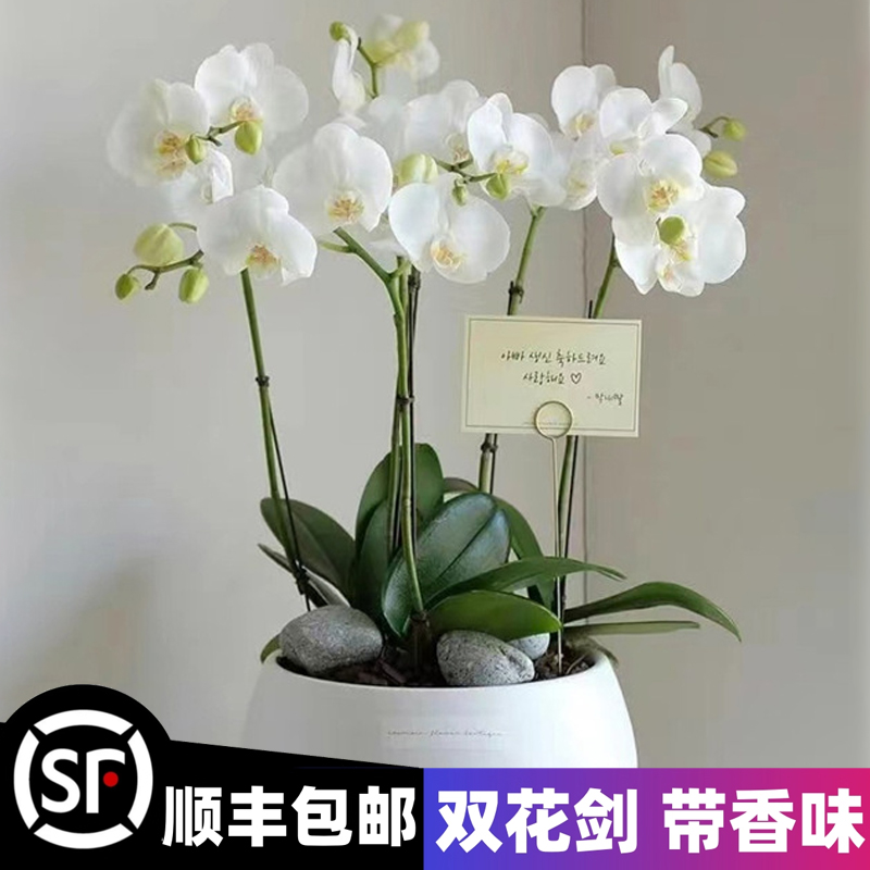 蝴蝶兰盆栽带花剑大苗好养活花卉