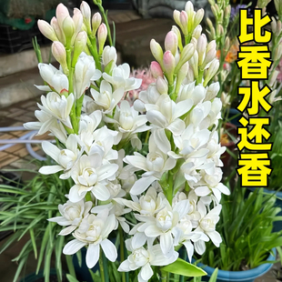 重瓣晚香玉种球大球根花苗盆栽浓香型夜来香阳台庭院耐热耐寒花卉