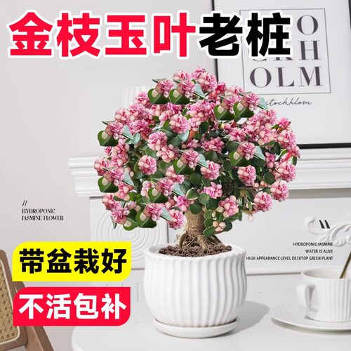 【耐旱好养】金枝玉叶老桩盆栽