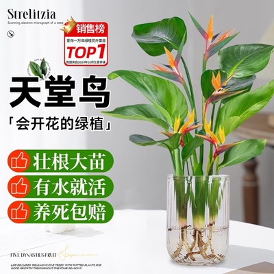 天堂鸟水培植物龟背竹盆栽