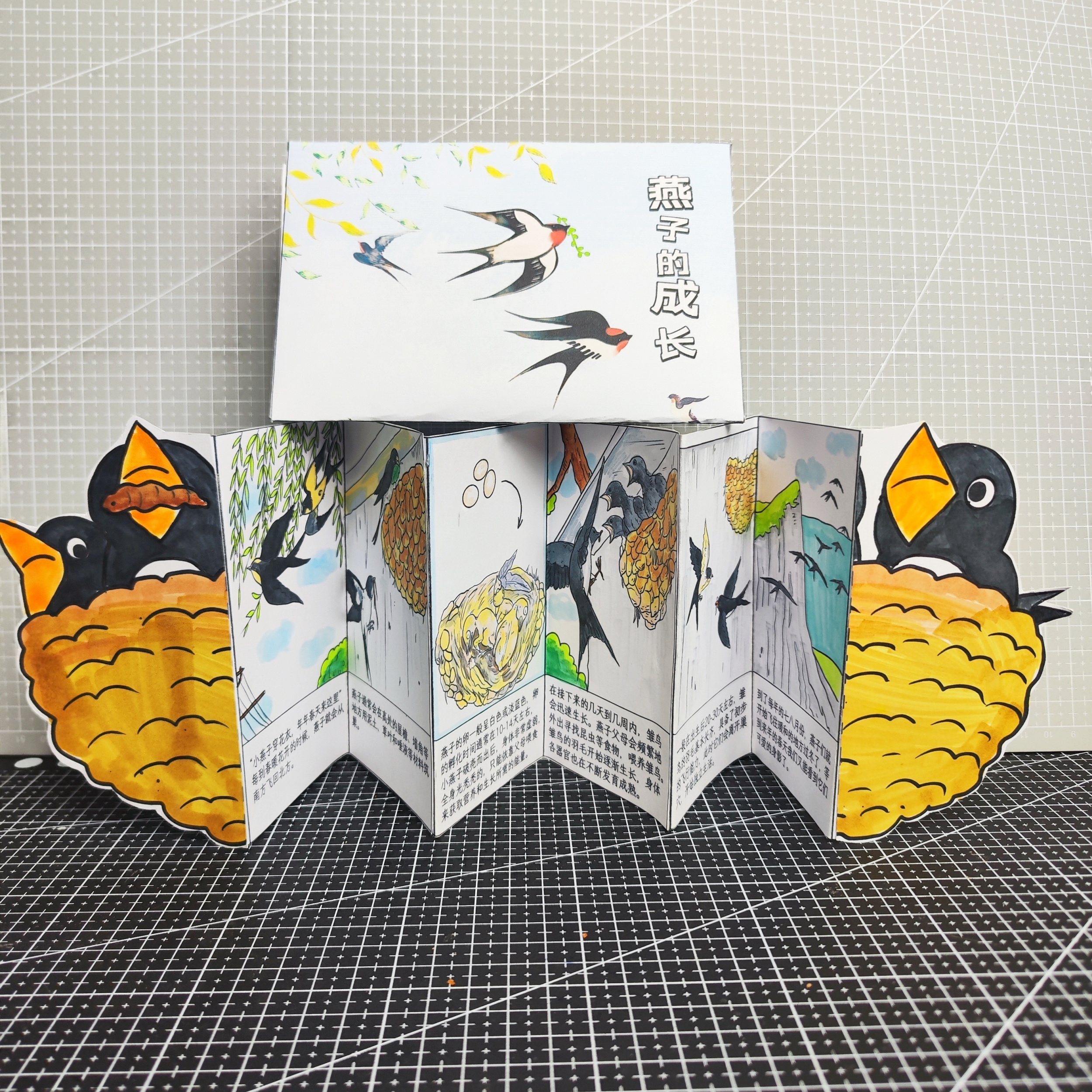 涂色绘本燕子动物成长过程儿童幼儿小鸡作业DIY手工科普连环画硬