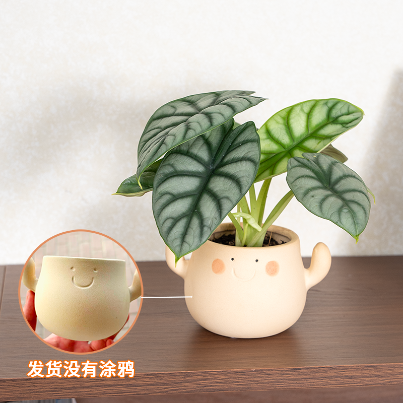 白犀牛海芋盆栽办公室桌面绿植客厅高级感花卉网红植物净化空气