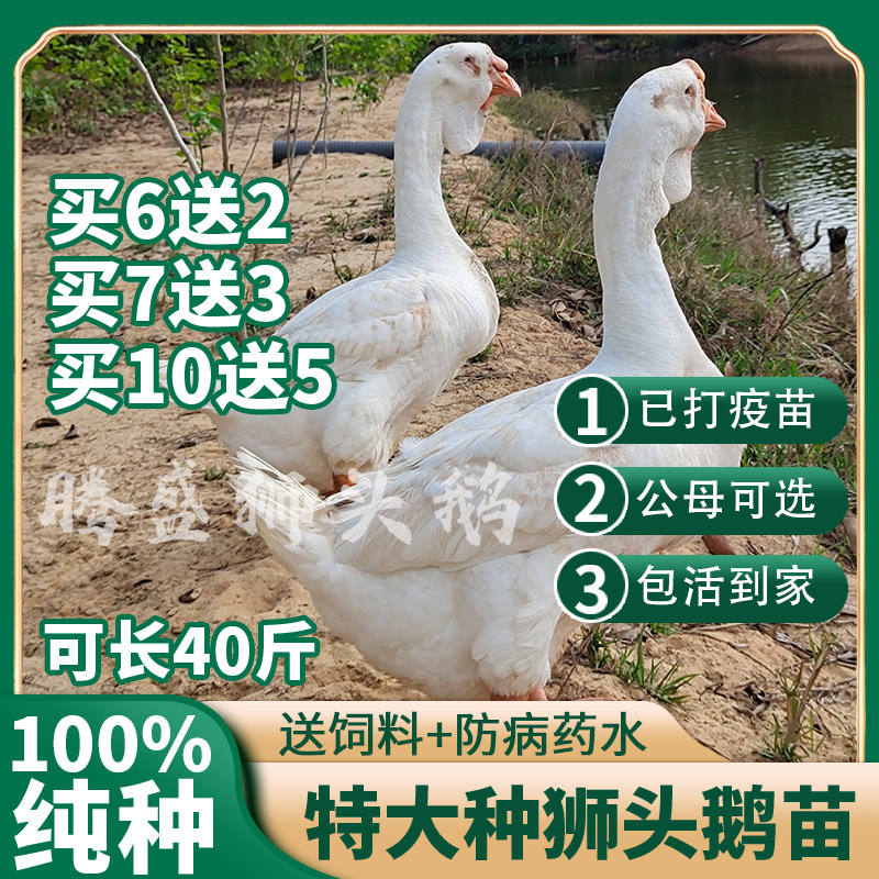 特大种大白沙鹅汕头狮头鹅苗幼苗活体小鹅活苗大型狮子头鹅小鹅仔怎么样,好用不?