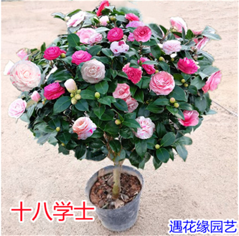 十八学士茶花树苗盆栽一树多色名贵花卉正品白底带花苞室内外好养
