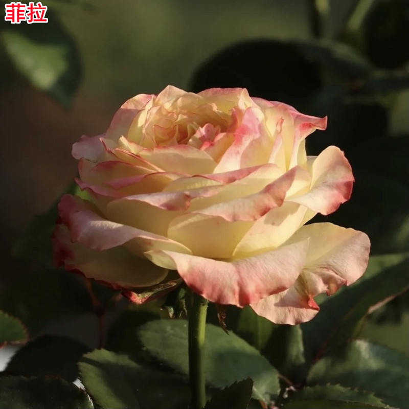 新品菲拉月季耐热直立抗病好灌木庭院阳台盆栽四季开花玫瑰花苗