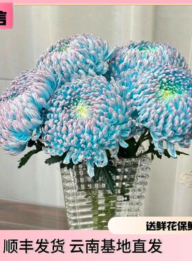 稀有出口牡丹菊波斯菊鲜花u真花鲜艳夺目超长花期云南情人节鲜切