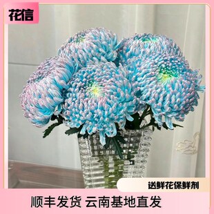 稀有出口牡丹菊波斯菊鲜花u真花鲜艳夺目超长花期云南情人节鲜切