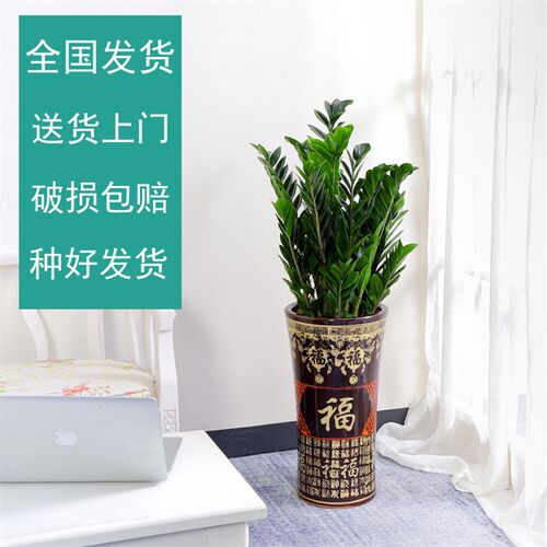 金钱树盆栽植物室内花卉大型客厅好养绿植大摇钱串子招财小发财树