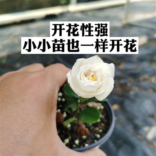 法莲栀子花八重咲法莲栀子花新品种栀子花重瓣栀子花壮苗名贵稀有